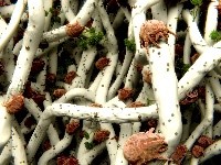 mold testing Dust mites