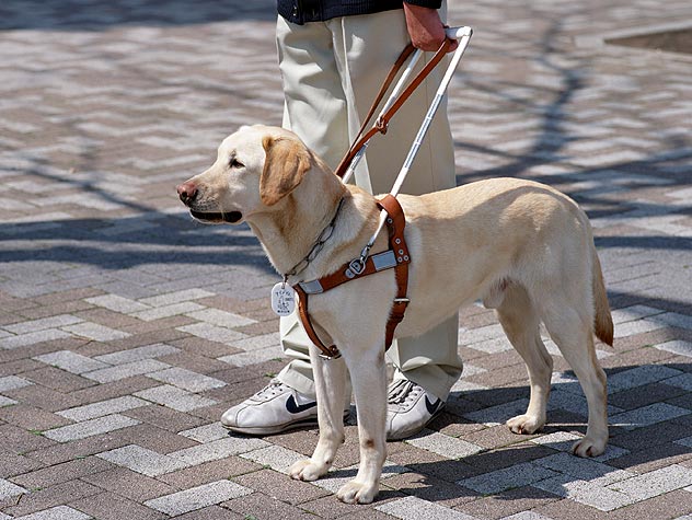 A Business Owner and a Service Animal - What Are the ADA Expectations