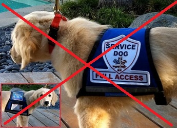 image of service animal in a vest
