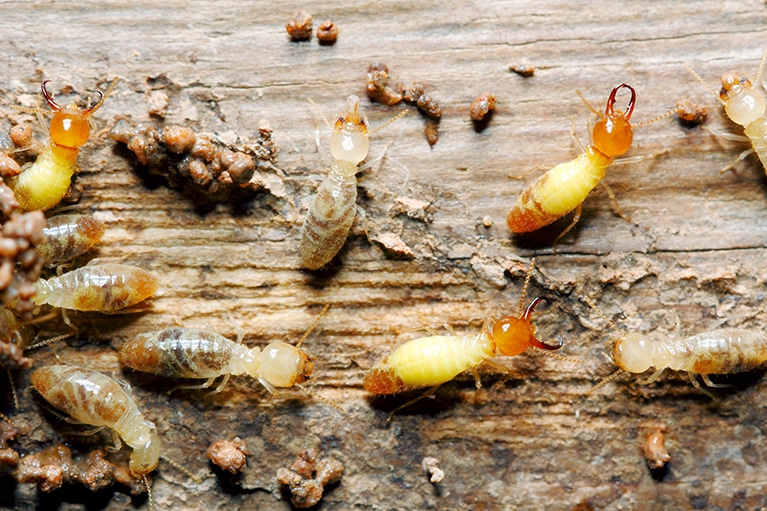 Termite Inspection in Jacksonville, FL Sample Report