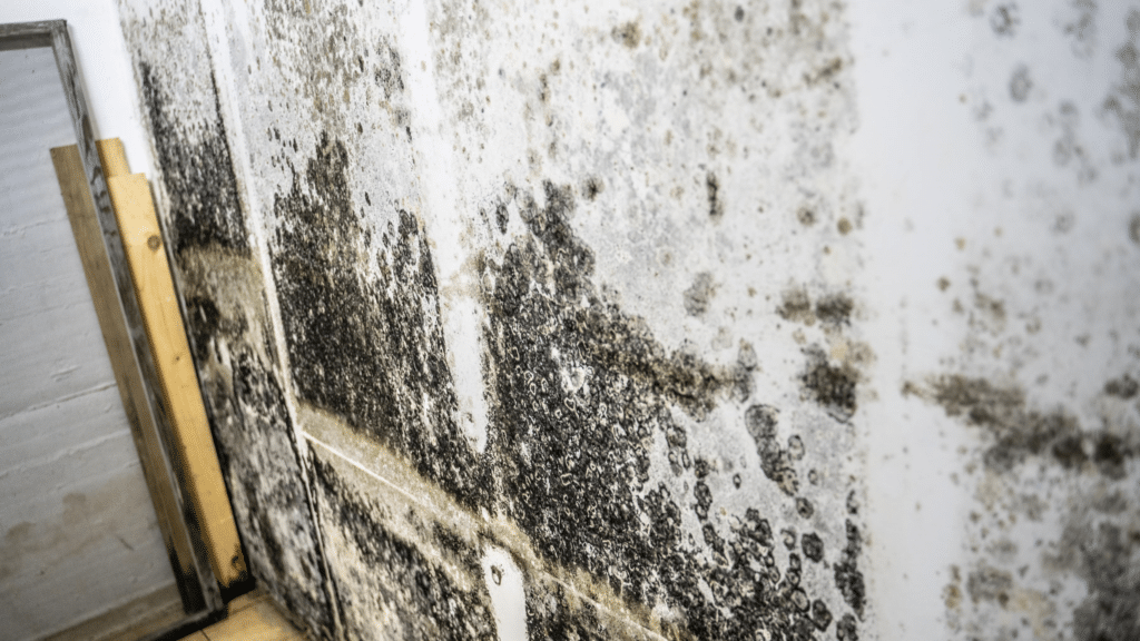 Consumer's Guide to Understanding Indoor Mold | Property360 - How To Tell If There Is Mold In Your House