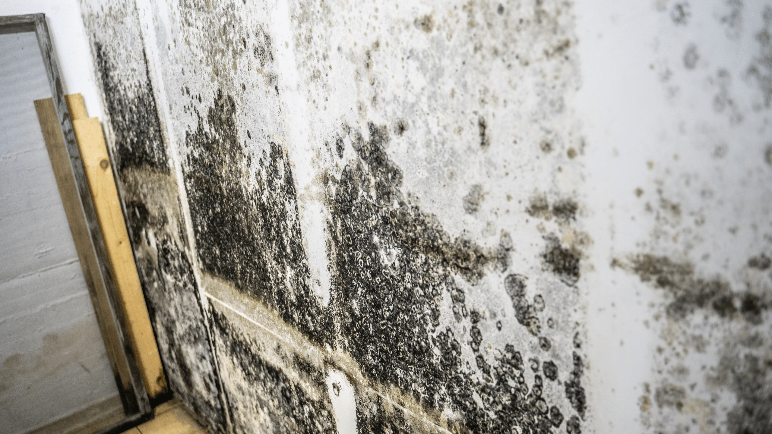 Consumer’s Guide to Indoor Mold