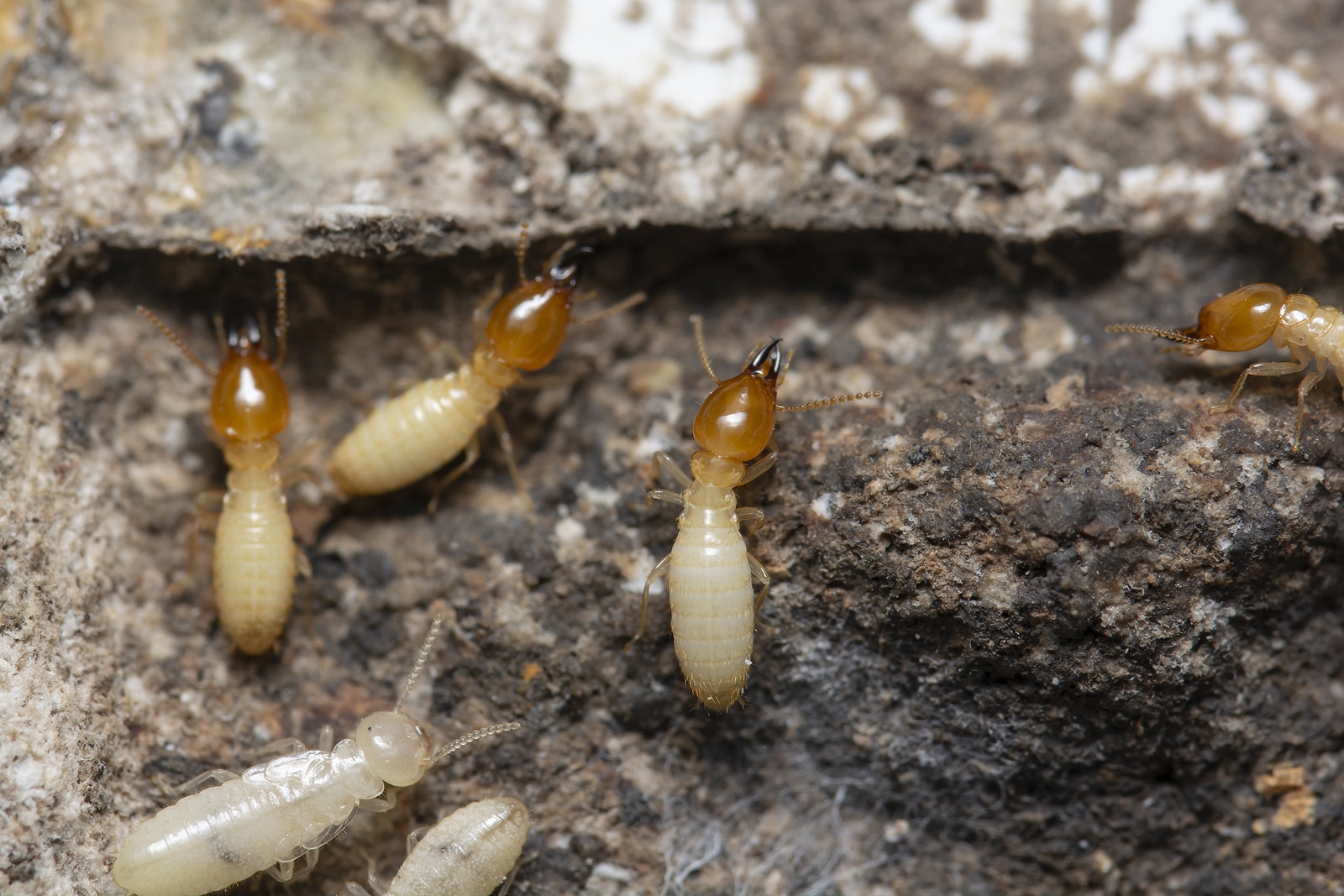 When Termites Swarm